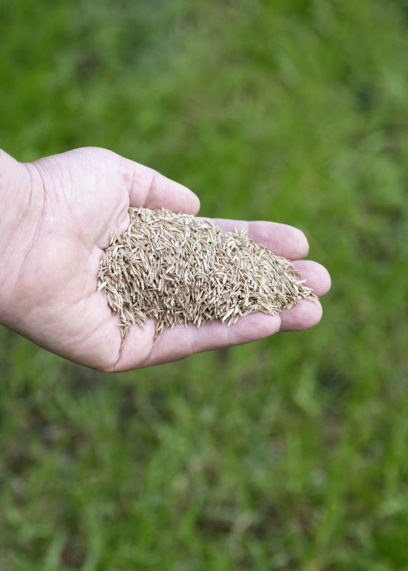 Fall Lawn Seeding in Ventura County, CA