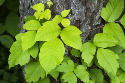 Poison Ivy Removal in Ventura County, CA
