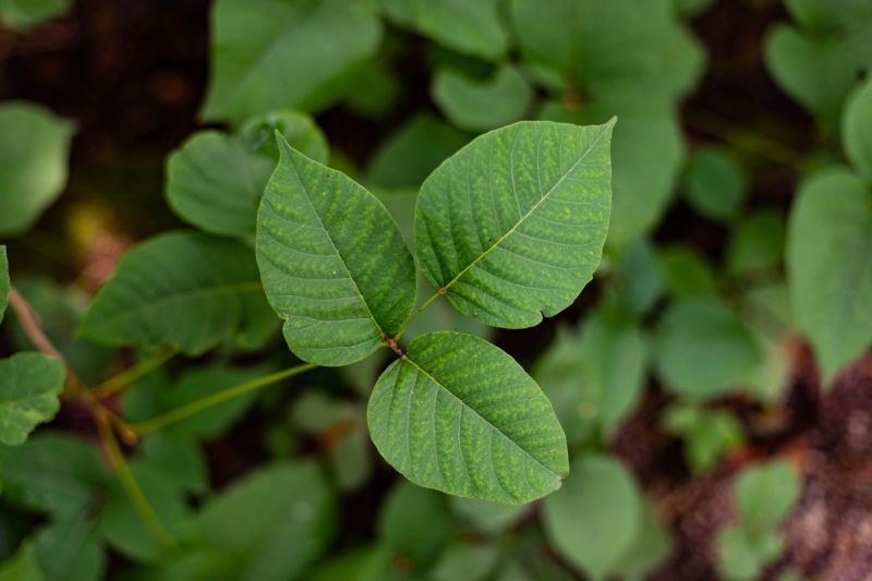 Poison Oak Removal in Montgomery County, PA