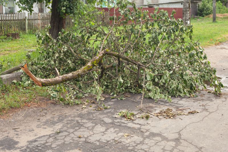 Tree Limb Cleanup in Honolulu, HI